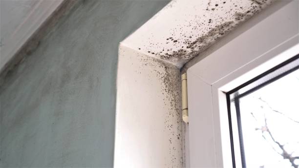  St Helen, MI Mold Removal Pros