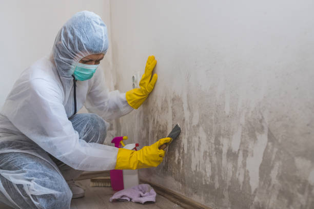 Best Mold Testing and Inspection Services in St Helen, MI