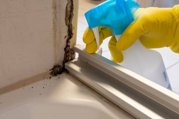 Best Residential Mold Remediation in St Helen, MI