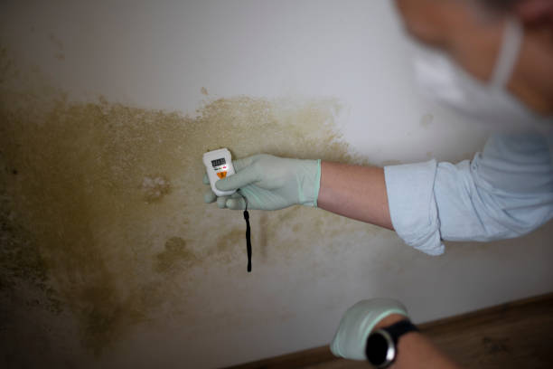 Best Industrial Mold Remediation in St Helen, MI