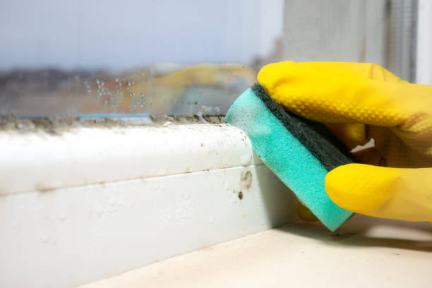 Best White Mold Remediation in St Helen, MI