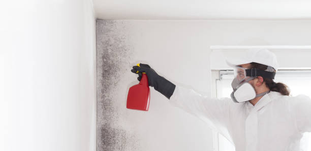 Professional Mold Remediation in St Helen, MI