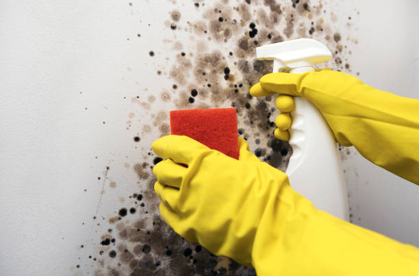 Best Post-Remediation Services in St Helen, MI