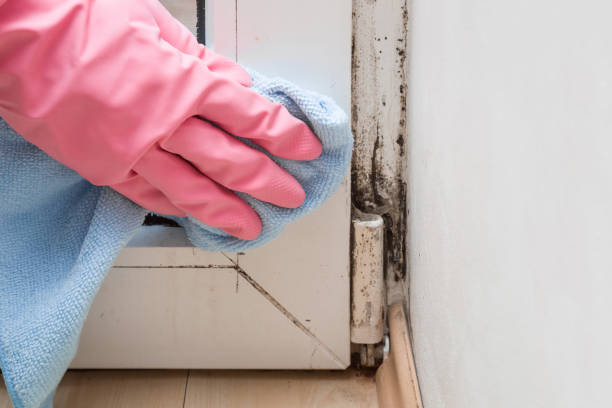Best Black Mold Remediation in St Helen, MI