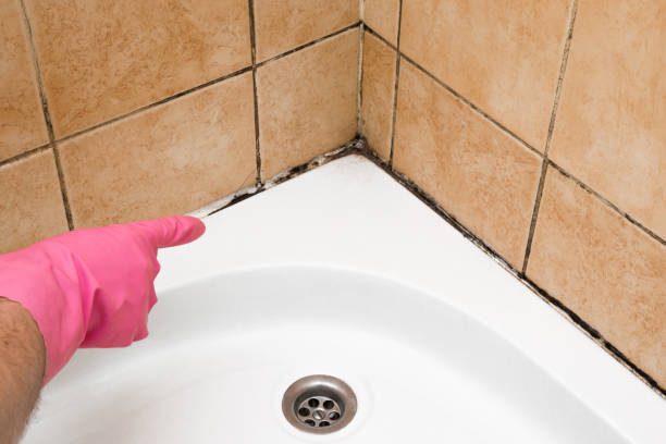 Best Commercial Mold Remediation in St Helen, MI